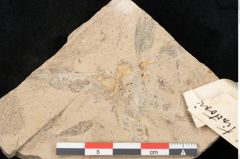 Foto (Detailansicht) von Genista tinctoria L. (NHMW-GEO-2024-0188-11353)
